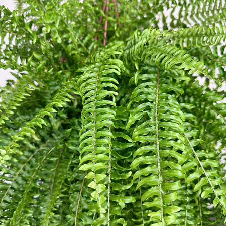 Paproć Boston Nephrolepis P22 wisząca