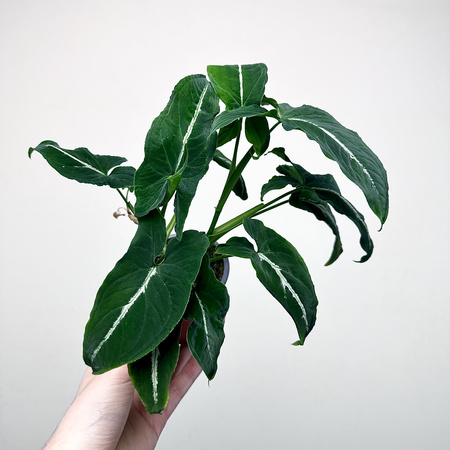 Syngonium Wendlandii Green Velvet Zroślicha P9