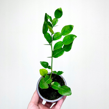 Papeda Limonka Kaffir Lime Citrus Hystrix
