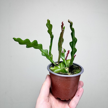 Epiphyllum anguliger Kaktus Zygzak