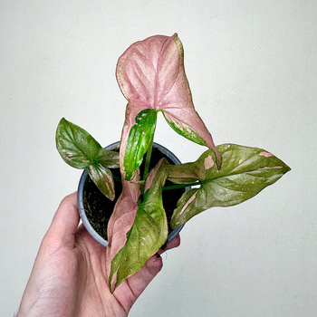 Syngonium Red Spot Zroślicha P9