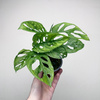 Monstera adansonii Mint P9