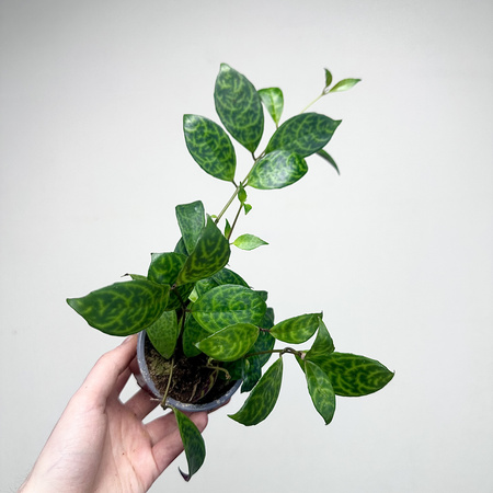 Aeschynanthus Marmoratus Eszynathus Marmurkowy P9