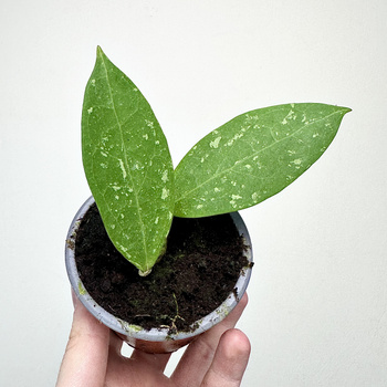 Hoya verticillata Hoja P9