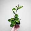 Hoya Merrillii Hoja P9