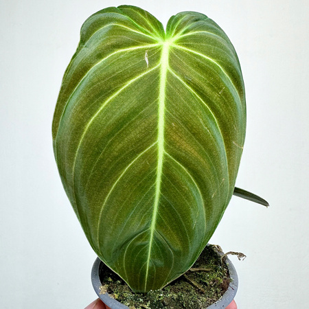 Philodendron Melanochrysum Filodendron P9