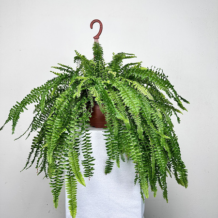 Paproć Boston Nephrolepis P19 wisząca