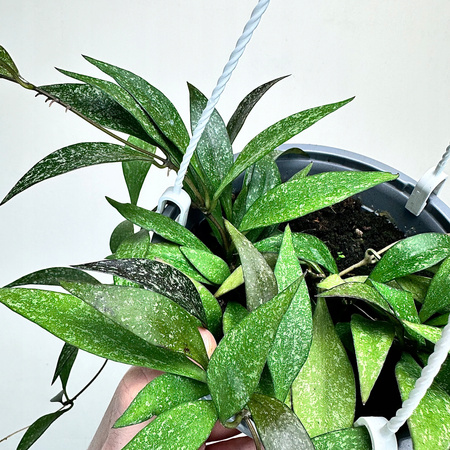 Hoya Parviflora Splash Hoja P15 wisząca