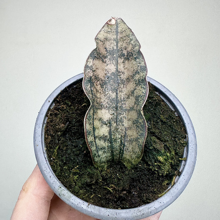 Sansevieria Star Canyon Granite Sansewieria P9