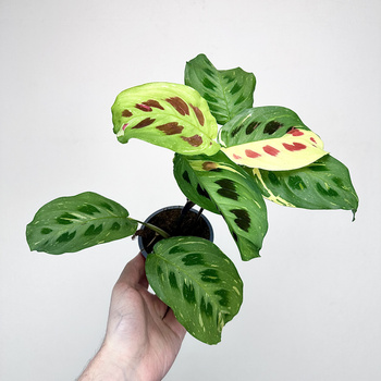 Maranta kerchoveana Variegata P9