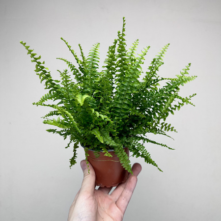 Paproć Green Lady Nephrolepis exaltata P9