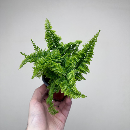 Paproć Nephrolepis Exaltata Marissa P9