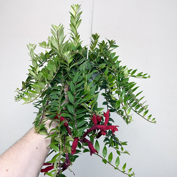 Aeschynanthus Caroline Eszynanthus P15 wisząca