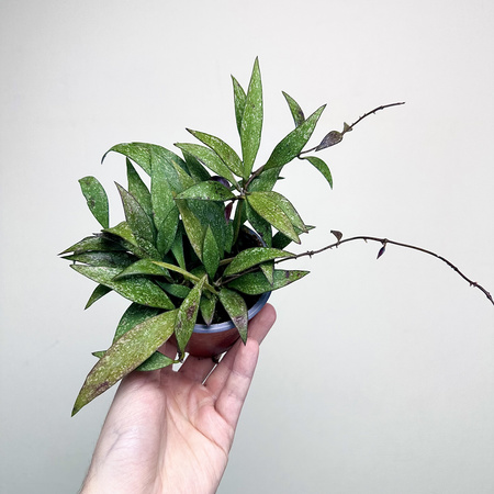 Hoya Parviflora Splash Hoja P9