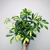 Schefflera Gerda Szeflera P13