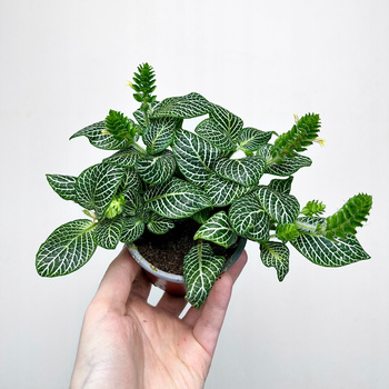 Fittonia verschaffeltii Bianco Verde Fitonia P9
