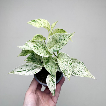 Epipremnum aureum Snow Queen P9