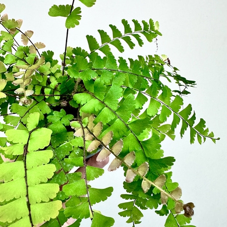 Adiantum Caudatum Paproć