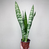 Sansewieria gwinejska Black Coral Sansevieria trifasciata P12