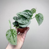 Scindapsus pictus Silver Ann Scindapsus pstry P9