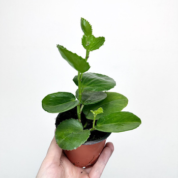 Cissus rotundifolia Cissus cukrowy P9