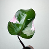 Philodendron Pink Princess Filodendron P9