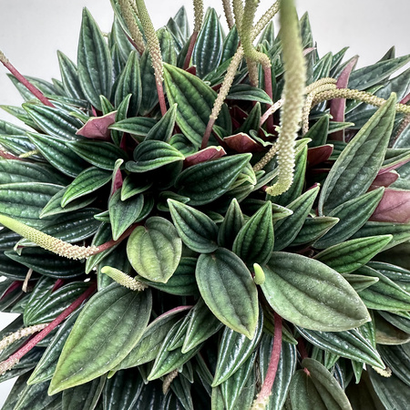 Peperomia Kędzierzawa Caperata Rosso P11