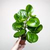 Peperomia obtusifolia Lemon Lime Peperomia tępolistna P9