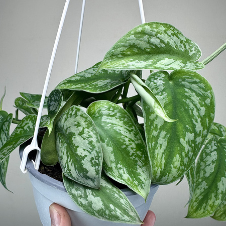 Scindapsus Pictus Trebie Scindapsus pstry P17 wisząca