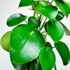 Peperomia polybotrya Raindrop P12