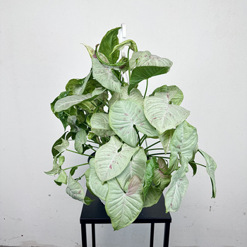 Syngonium Milk Confetti Zroślicha P19 wisząca