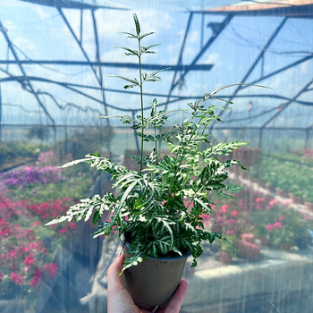 Paproć Pteris Evergemiensis