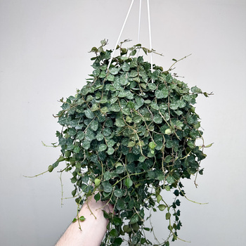 Hoya Curtisii Hoja P19 wisząca