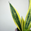 Sansevieria trifasciata Golden Flame Sansewieria P9