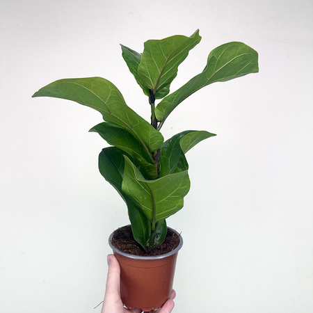 Ficus Lyrata Bambino Fikus Dębolistny Figowiec P12