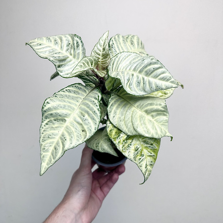 Aphelandra squarrosa White Wash Afelandra P9