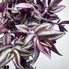 Trzykrotka Pasiasta Tradescantia Zebrina P12