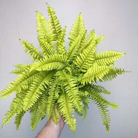 Paproć Nephrolepis Boston Blonde Nefrolepis wyniosły P12