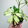 Schefflera Janine Szeflera P9