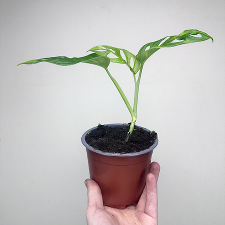 Monstera Adansonii Aurea Variegata P12