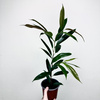 Ficus Amstel King Fikus binnendijkii P13