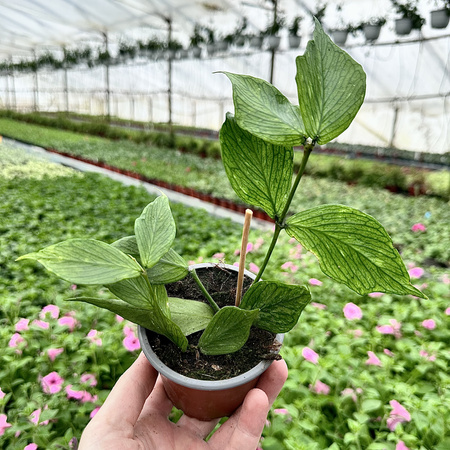 Hoya polyneura Hoja P9
