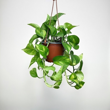 Epipremnum pinnatum Global Green P17 wisząca