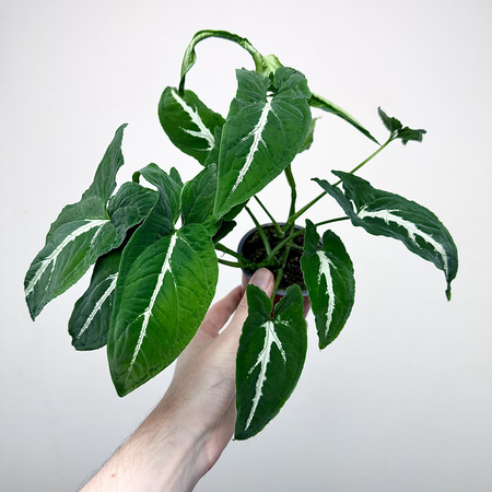 Syngonium Wendlandii Green Velvet Zroślicha P9