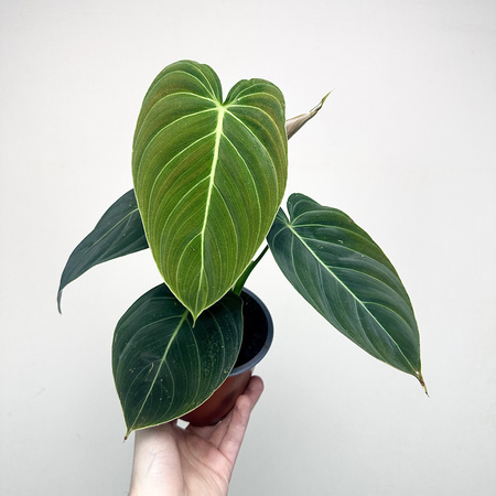 Philodendron Melanochrysum Filodendron P12