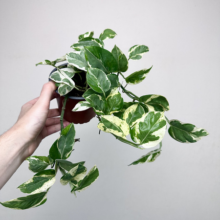 Epipremnum Pearls and Jade | White Panther P12