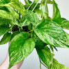 Epipremnum aureum Marble Queen P15 wisząca