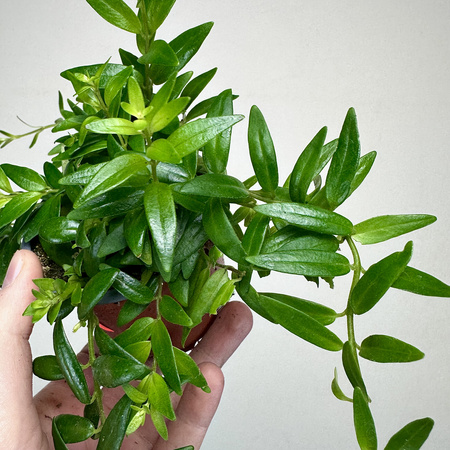 Aeschynanthus Japhrolepis Eszynanthus P9