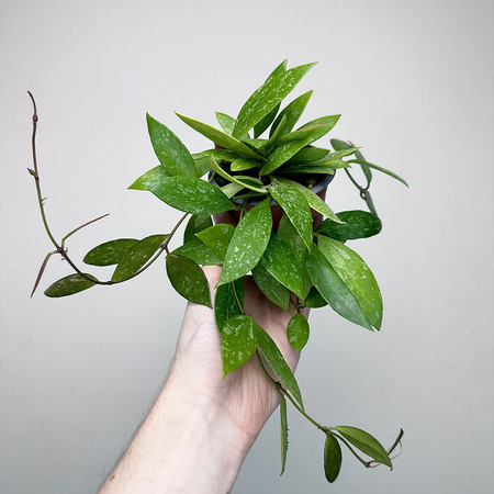 Hoya Gracilis Hoja P9