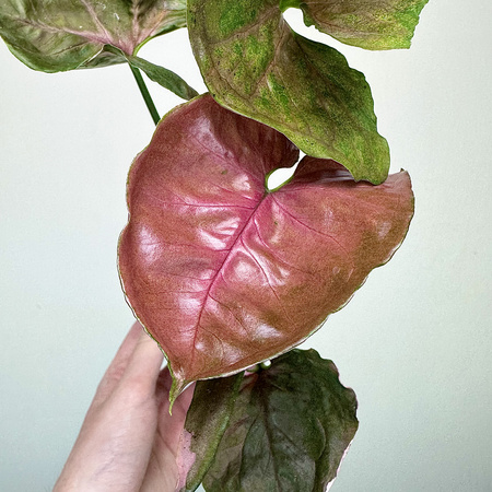 Syngonium Strawberry Ice P9